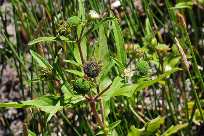 False Daisy has green leaves that may grow up to 5 inches (12.7 cm) long; the leaves are generally opposite and the blades usually lanceolate some linear to narrowly elliptic. Eclipta prostrata